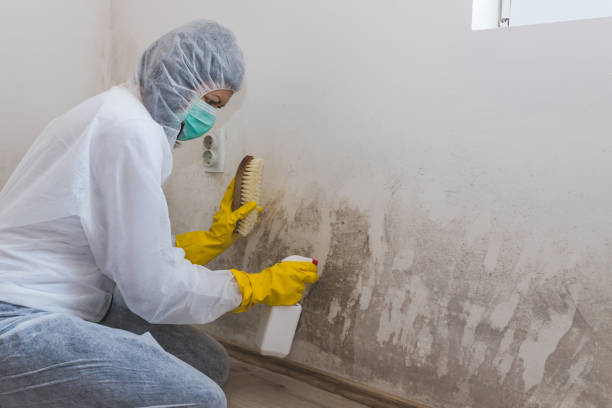 Best Black Mold Removal  in Atlantic Highlands, NJ