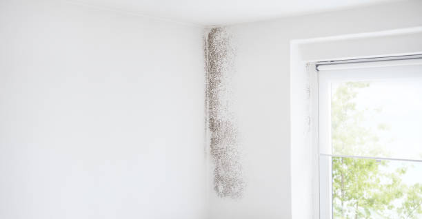 Best Mold Damage Restoration  in Atlantic Highlands, NJ