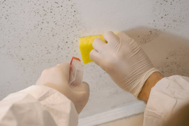 Best Environmental Consulting for Mold Prevention  in Atlantic Highlands, NJ