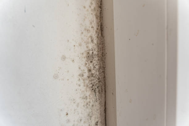 Forensic Mold Investigation in Atlantic Highlands, NJ