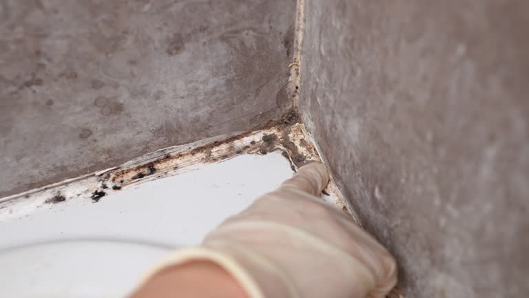 Best Commercial Mold Inspection  in Atlantic Highlands, NJ